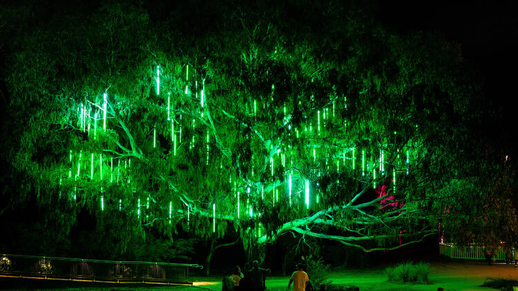 A huge tree filled with glowing lights 