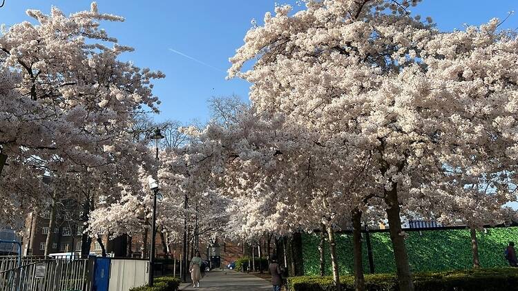 Cherry blossom in Swiss Cottage, north London