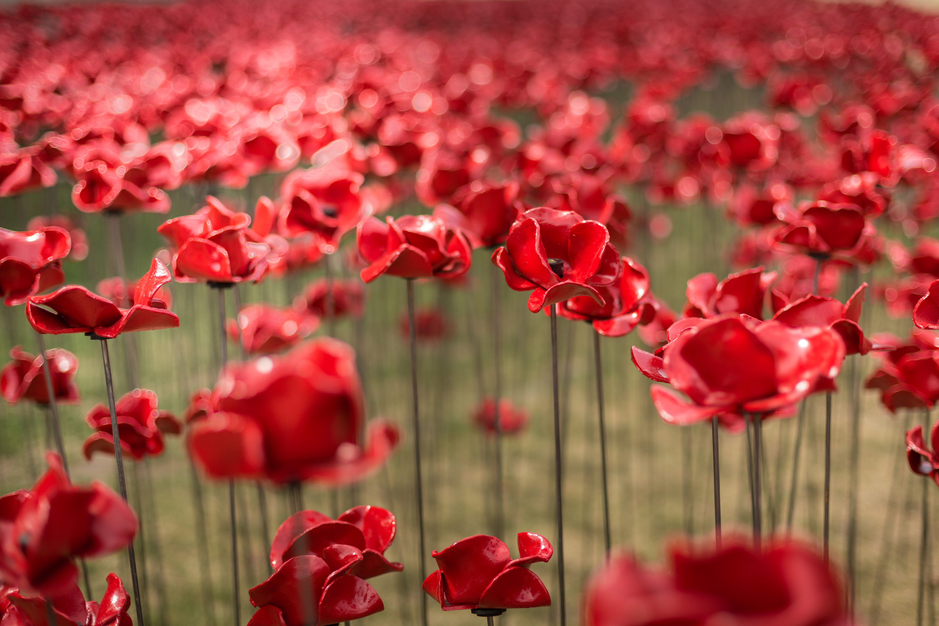 Blood Swept Lands and Seas of Red poppy installation