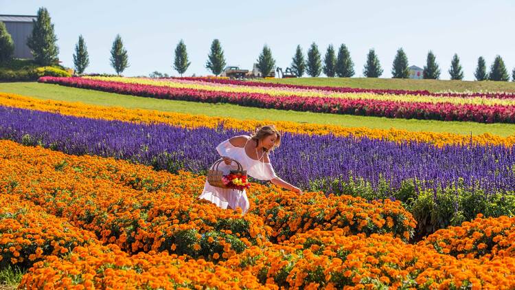 A person in a large field of colourful flowers