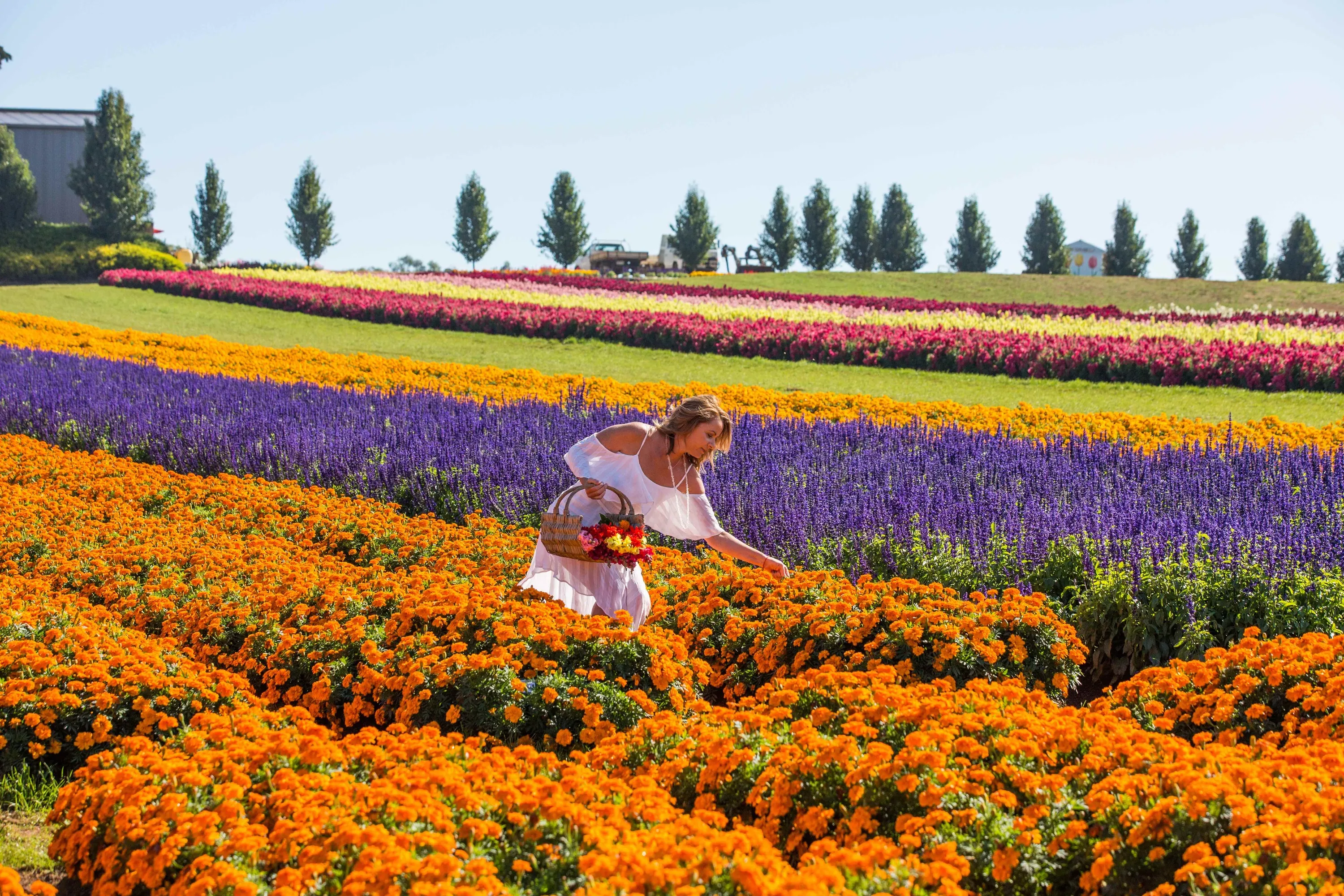 A person in a large field of colourful flowers