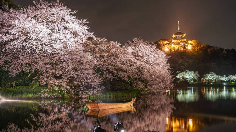 Sakura Light-up at Sankeien