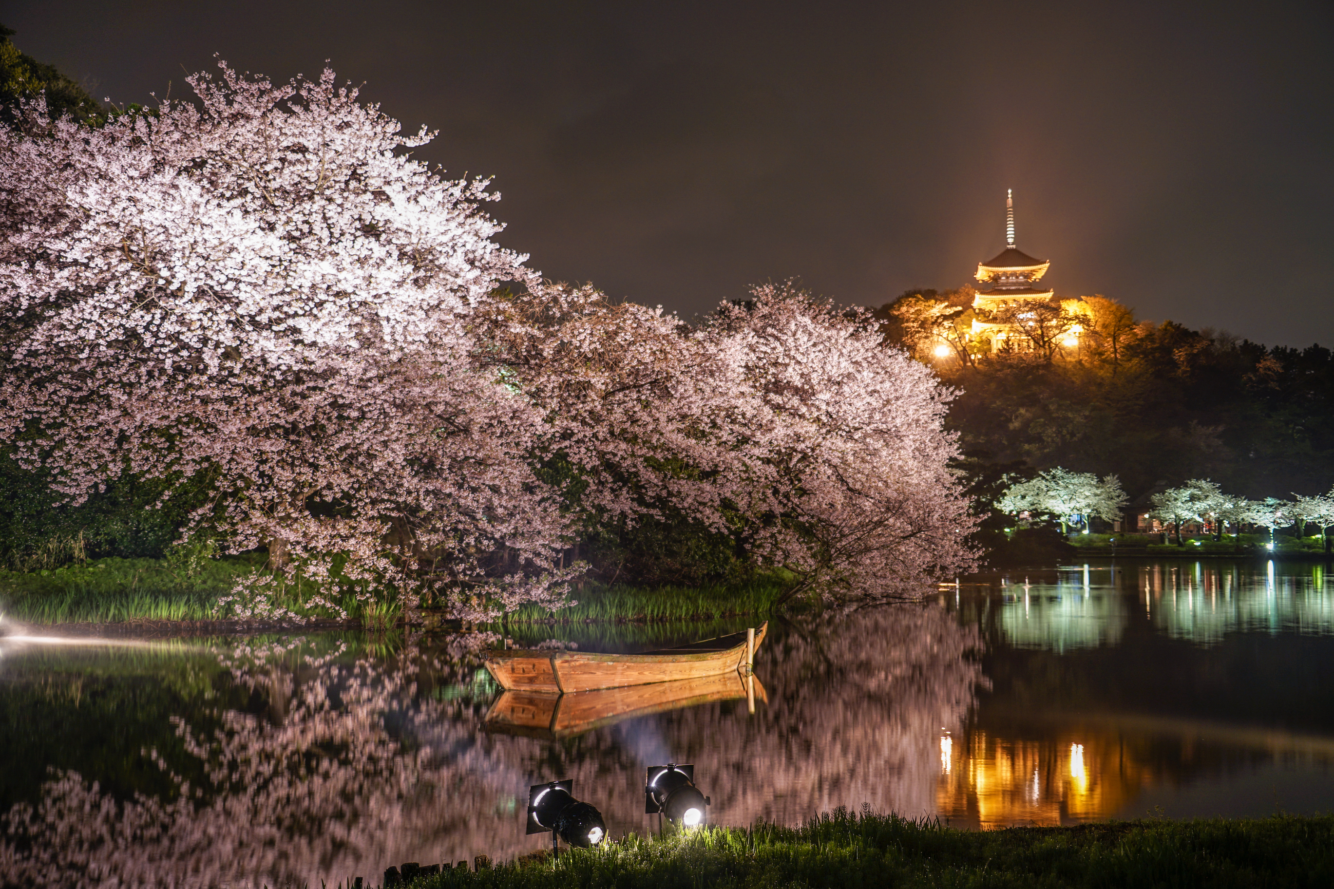 三溪園 観桜の夕べ（2014）