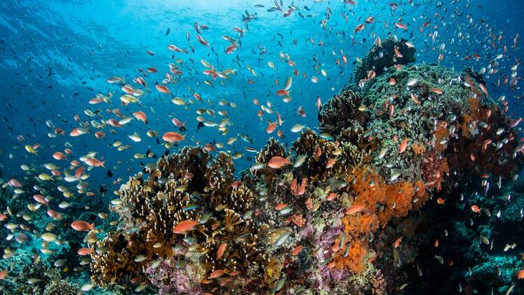 The best scuba diving spots in Asia