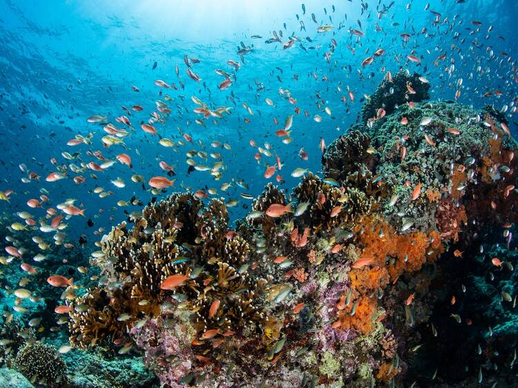 The best scuba diving spots in Asia