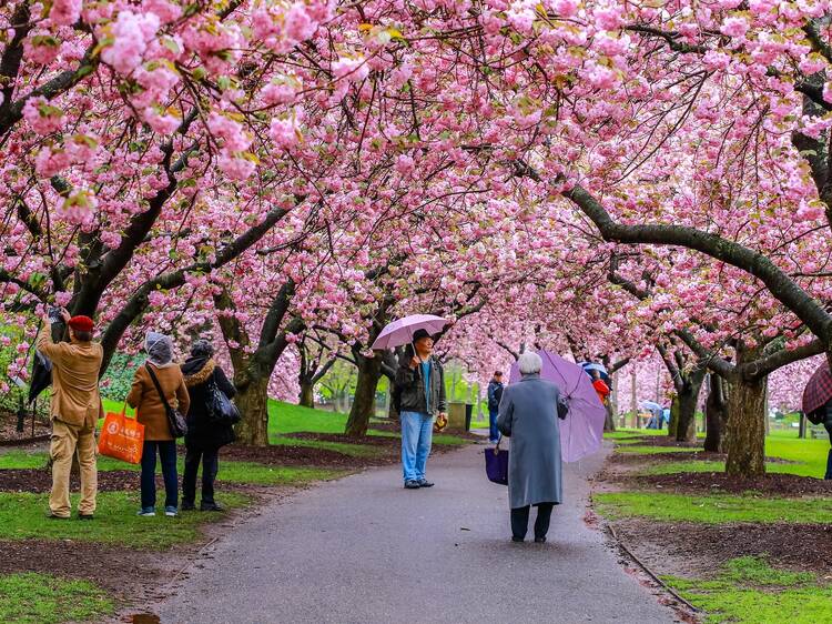 Visitors enjoy the cherry blossoms at the Brooklyn Botanic Garden in New York City.