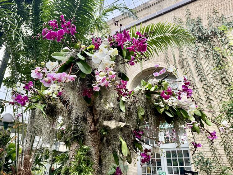 "Orchids: Masters of Deception" at the U.S. Botanic Garden.