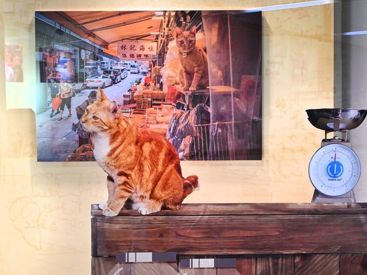 This MTR station has a special exhibition celebrating Hong Kong’s feline “commeownity”