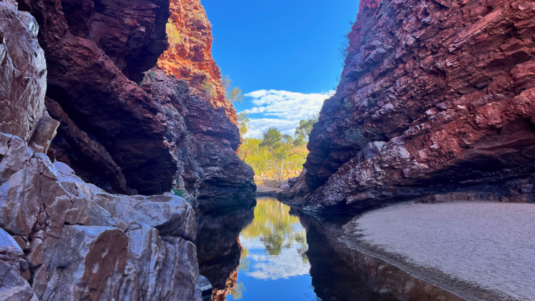 Spot rock wallabies at Simpsons Gap