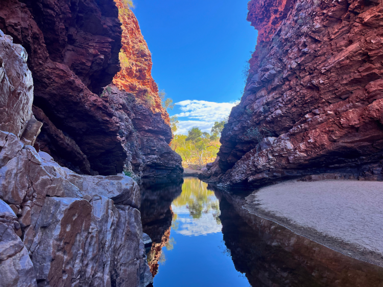 Spot rock wallabies at Simpsons Gap