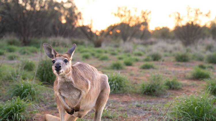 Meet baby kangaroos and thorny devils