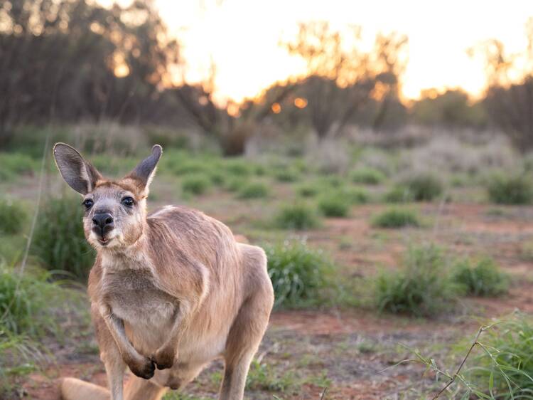 Meet baby kangaroos and thorny devils