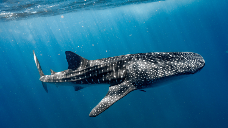 Whale sharks swimming