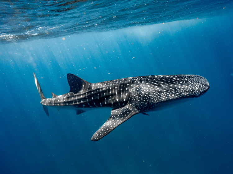 The world’s biggest fish has been spotted in Australia for the first time this year