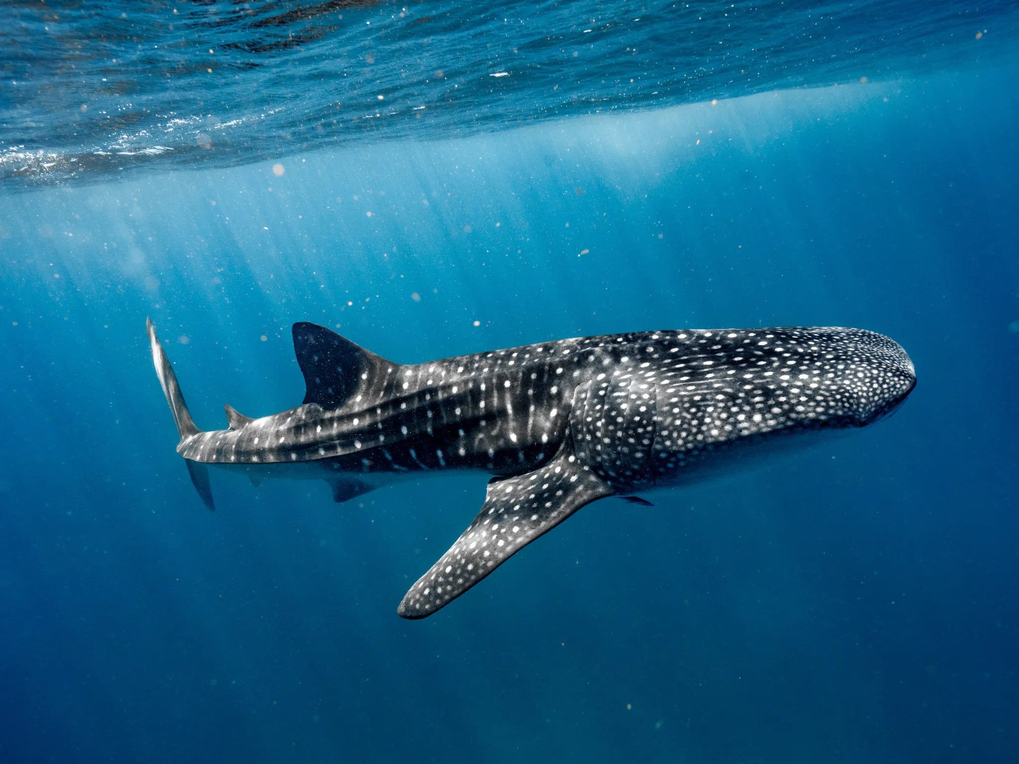 Whale sharks swimming