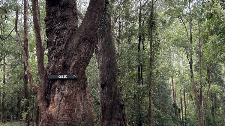 Barranca Kangaroo Valley