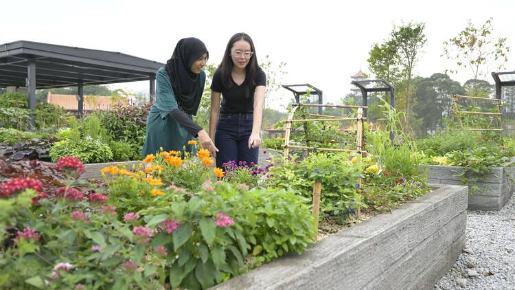 Edible Garden