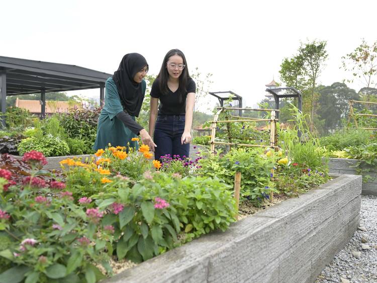 Edible Garden