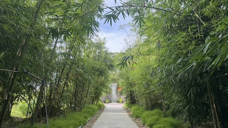 Bamboo Grove and Waterfall