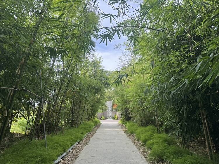 Bamboo Grove and Waterfall