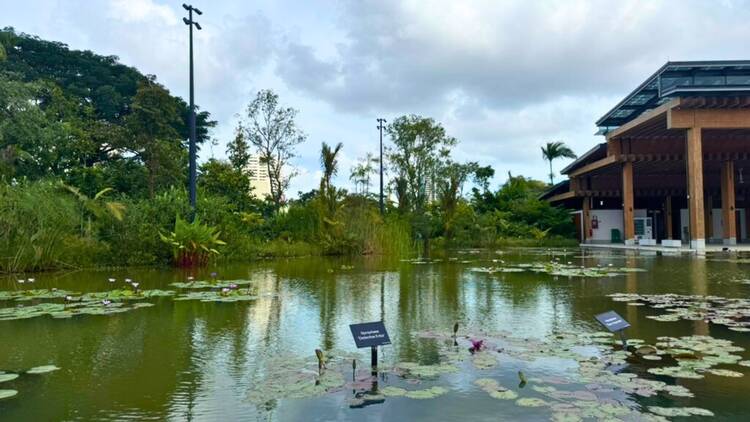 Water Lily Garden and Pavilion