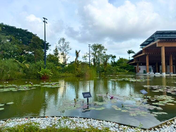 Water Lily Garden and Pavilion