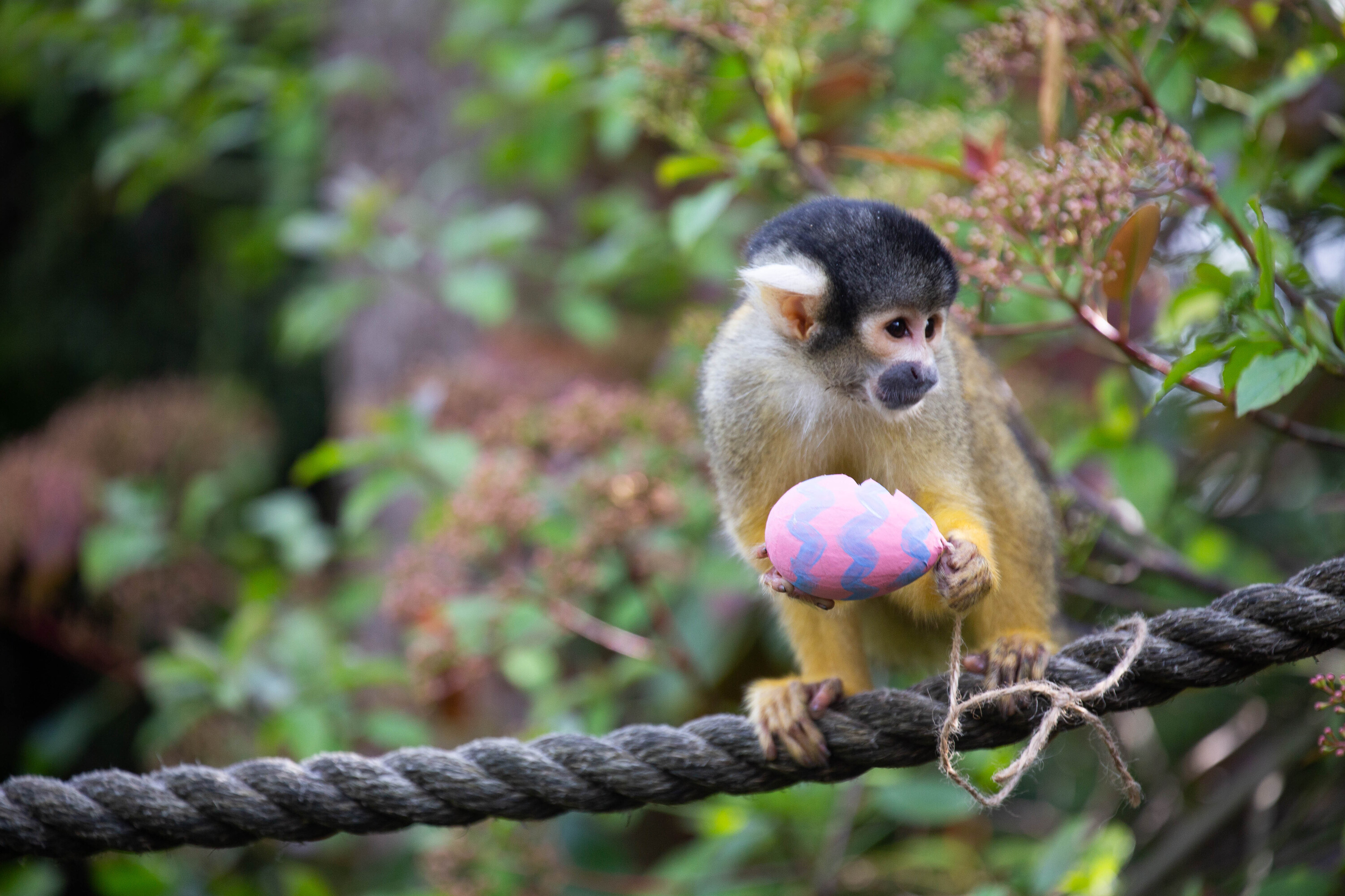 Squirrel Monkey easter egg, ZSL London Zoo, 2025