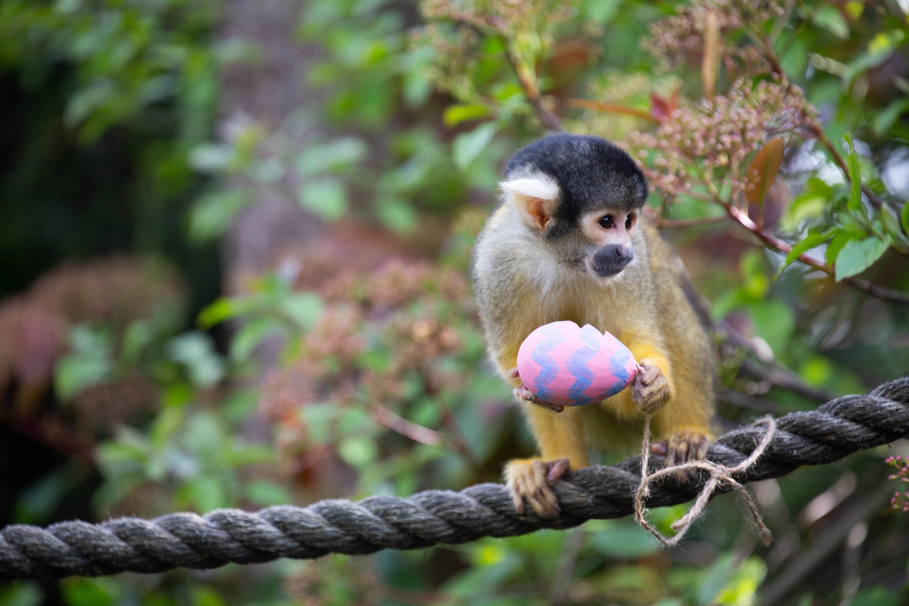 Squirrel Monkey easter egg, ZSL London Zoo, 2025