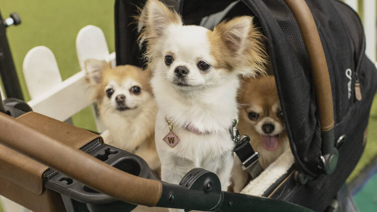Dogs in a pram