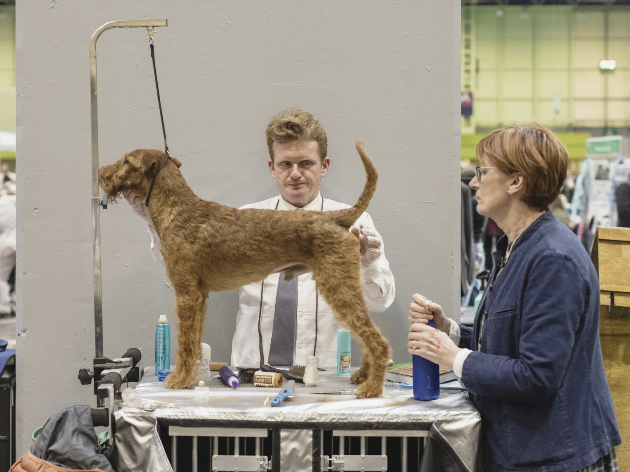 A dog at crufts