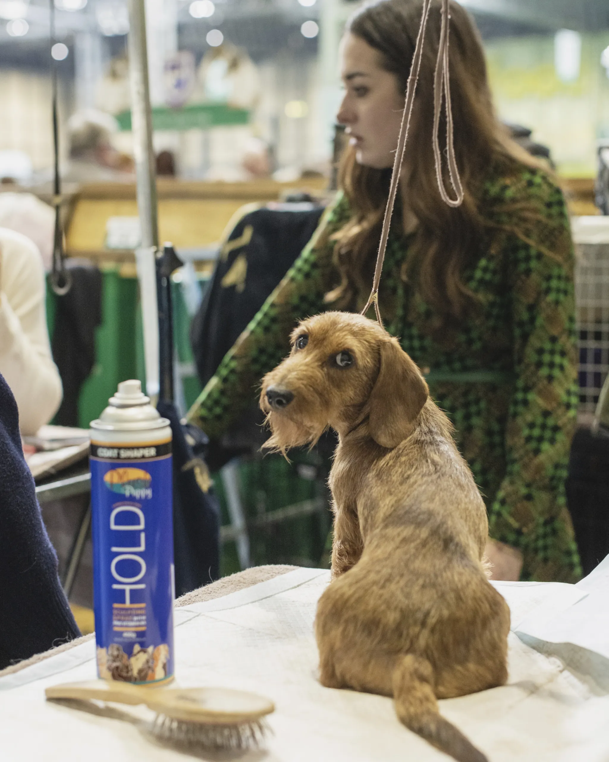 A dog at crufts