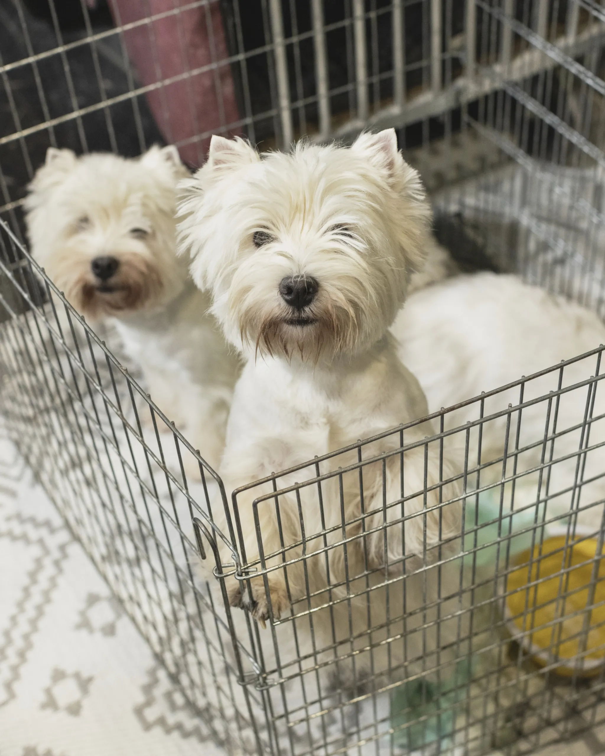Dogs at crufts