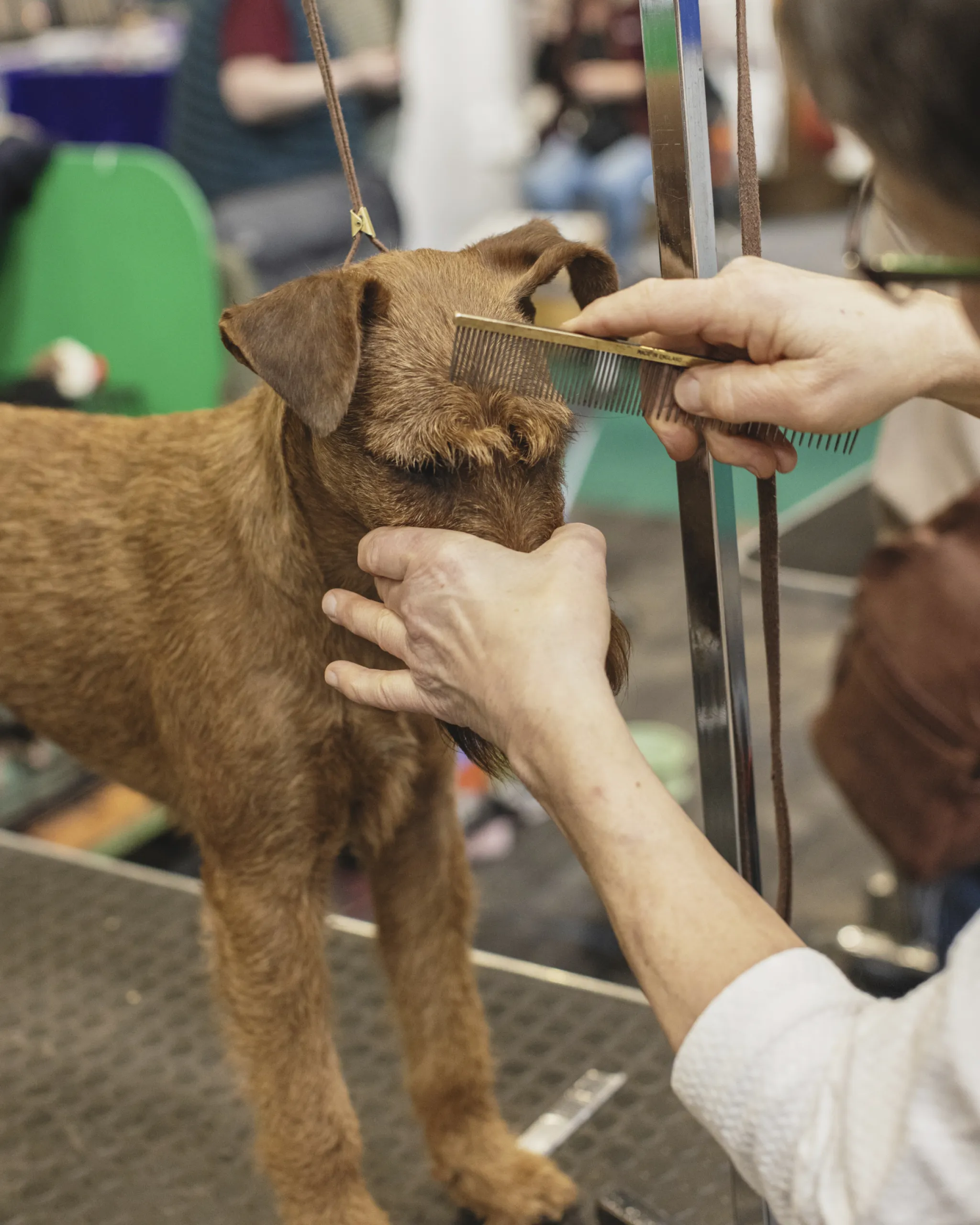 A dog at crufts