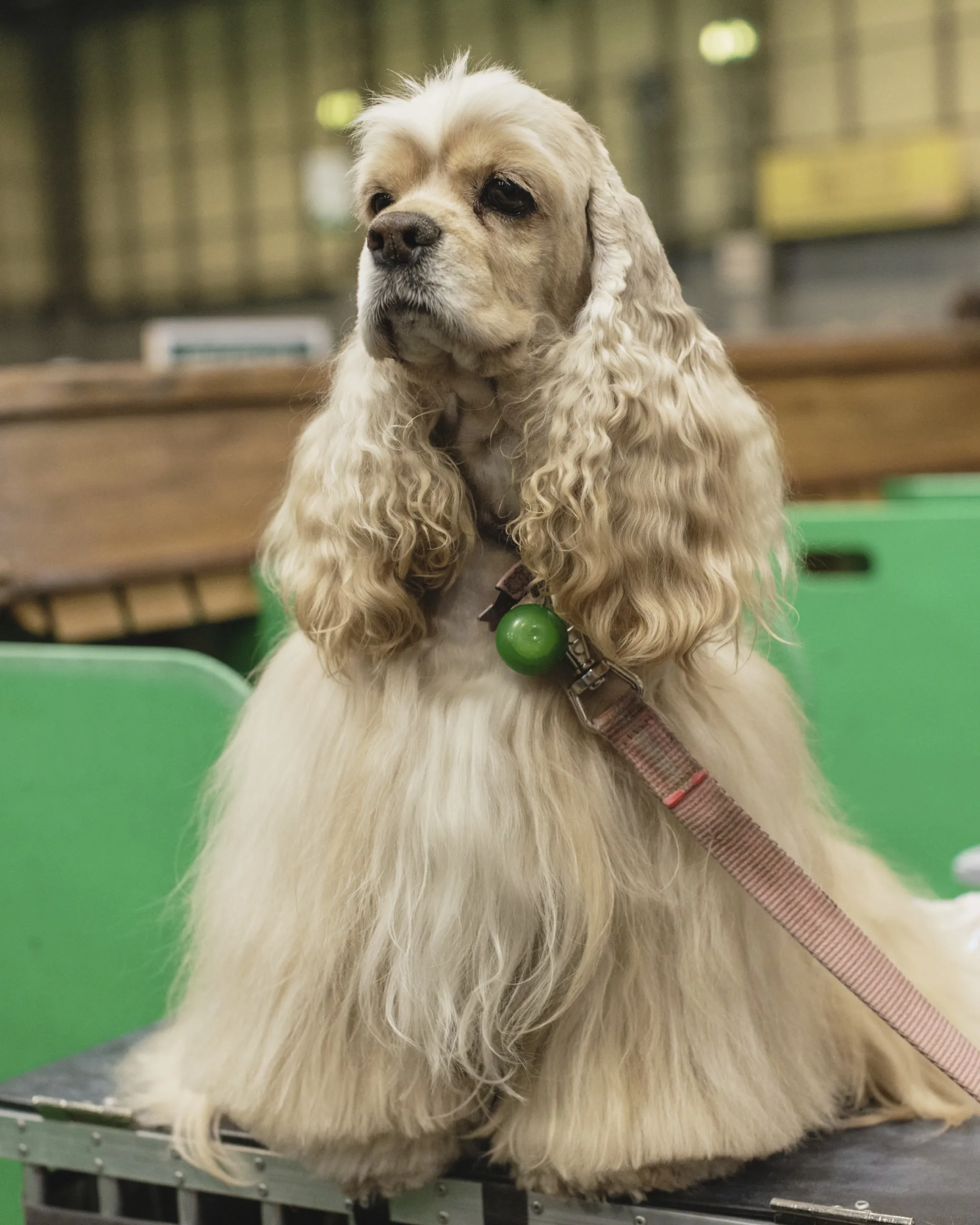 A dog at crufts
