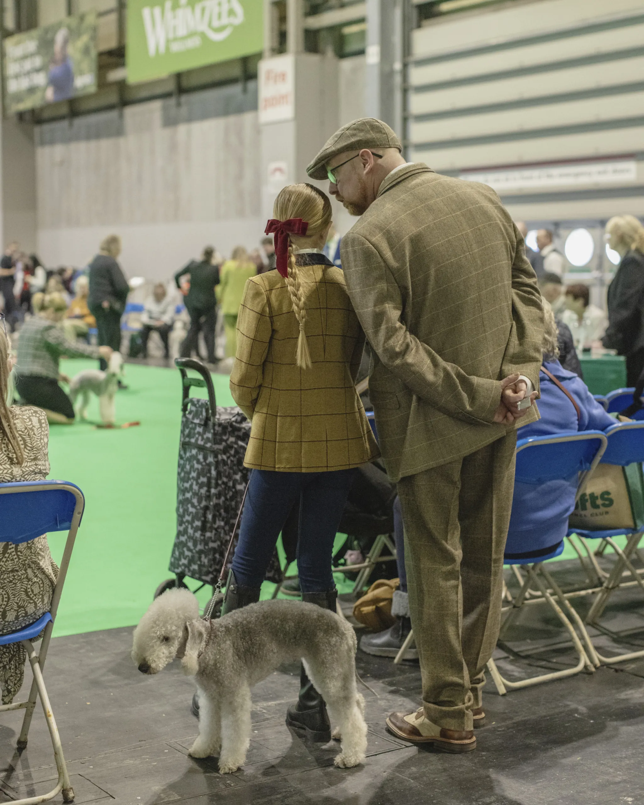 A dog at crufts