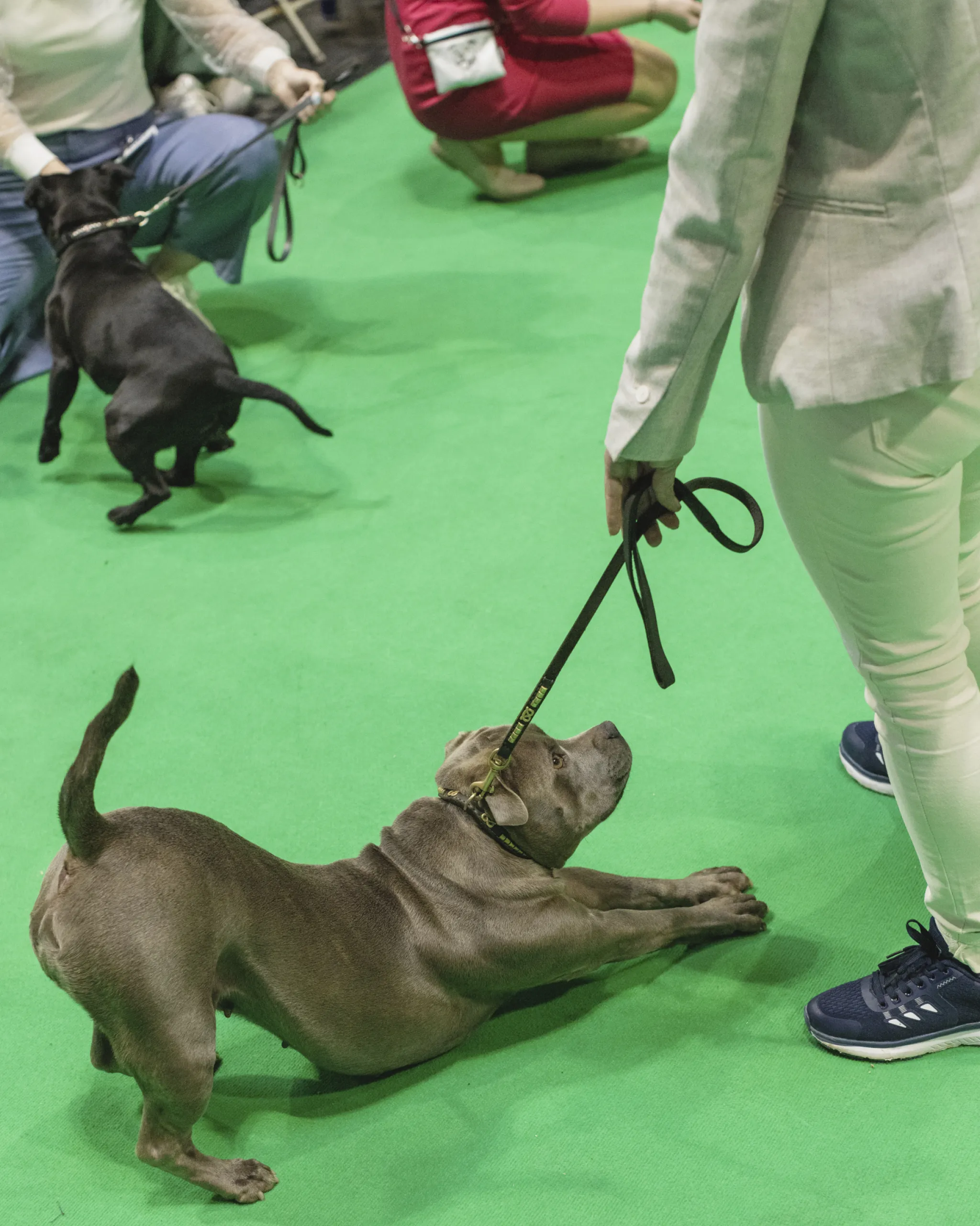 A dog at crufts