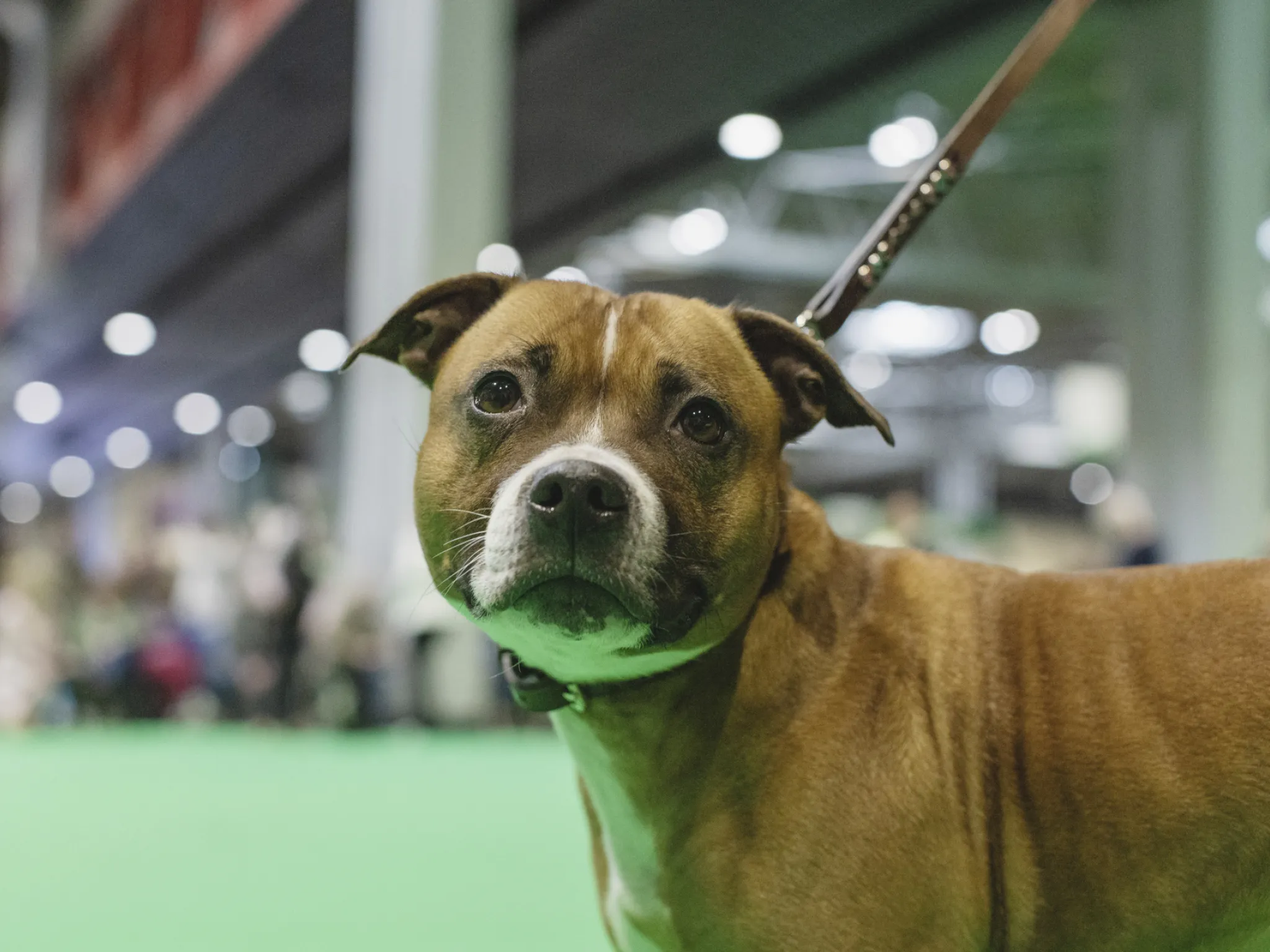 A dog at crufts