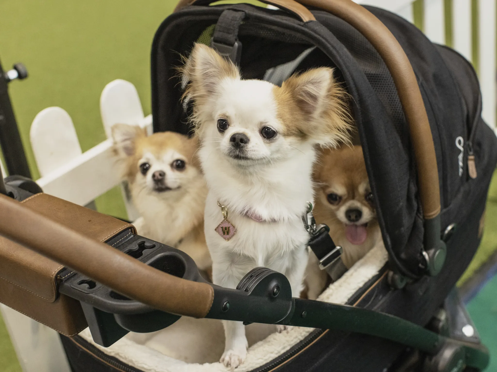 Dogs at crufts
