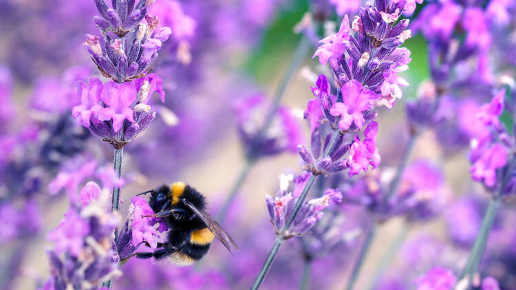 A bee in a field of lavender in the UK