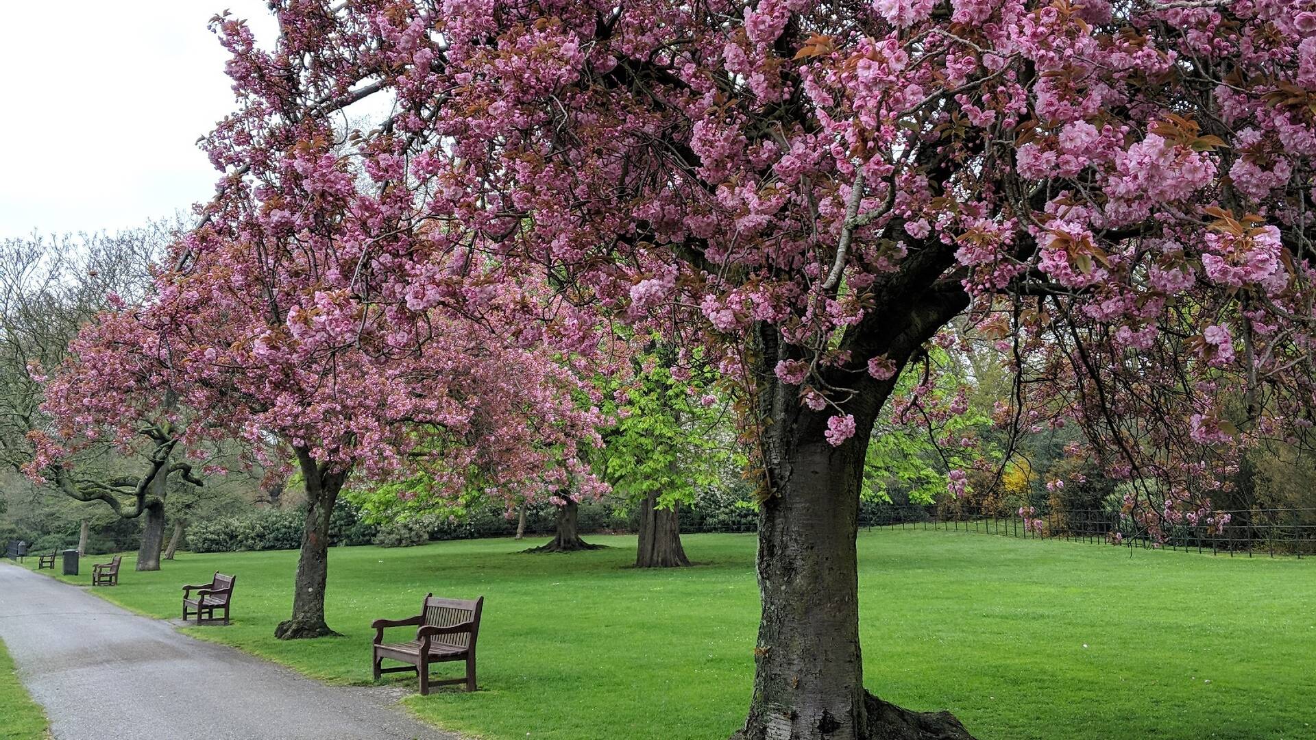 Best Places To See Cherry Blossom in London in Spring 2026