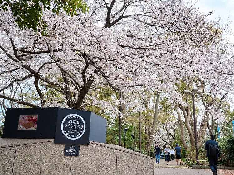 御殿山さくらまつり 御殿山さくらまつり