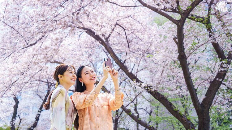 Takanawa Sakura Festival