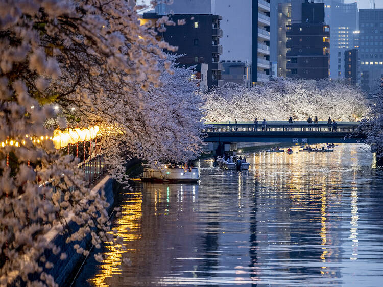 13 best cherry blossom festivals and events in Tokyo