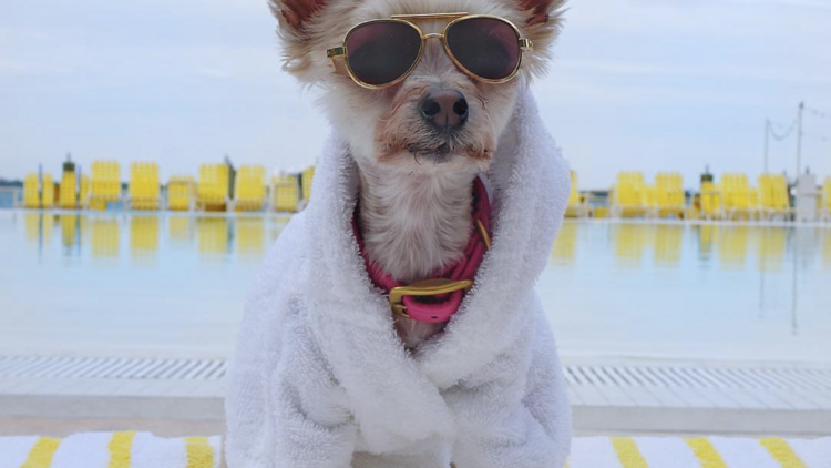 Puppy “Spaw” Day at The Standard Spa, Miami Beach