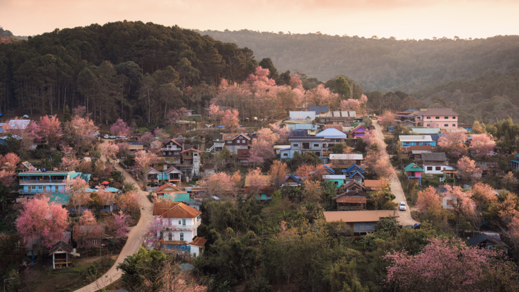 Drive the Mae Hong Son Loop and visit Ban Rak Thai, a Yunnanese village