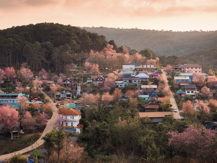 Drive the Mae Hong Son Loop and visit Ban Rak Thai, a Yunnanese village