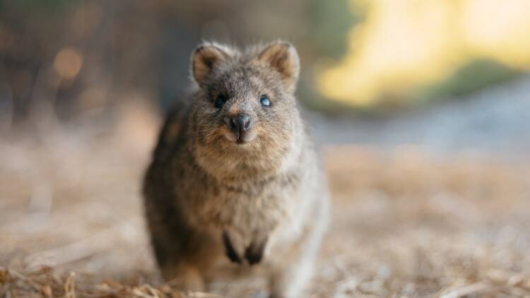 Perth, Western Australia