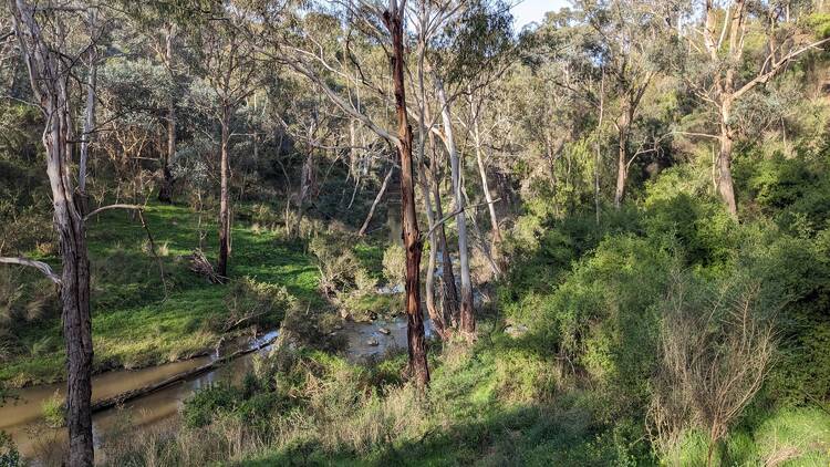 Bushland along the Plenty River in South Morang, Melbourne