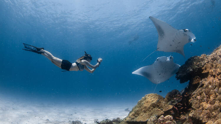 Free diver taking a picture of manta rays at cleaning station in Maldives