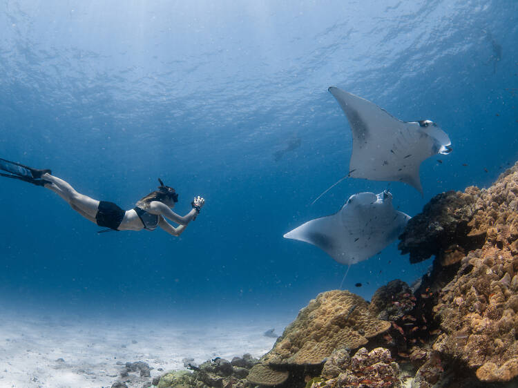 We have the exact "hot dates" to swim with hundreds of manta rays in the Maldives in 2025